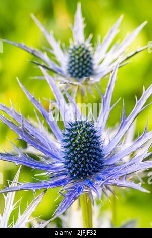 Blue Hobbit, Sea Holly, Eryngium Planum fleurs Banque D'Images