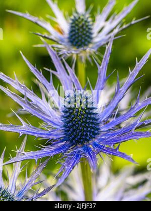 Blue Hobbit, Sea Holly, Eryngium Planum fleurs Banque D'Images