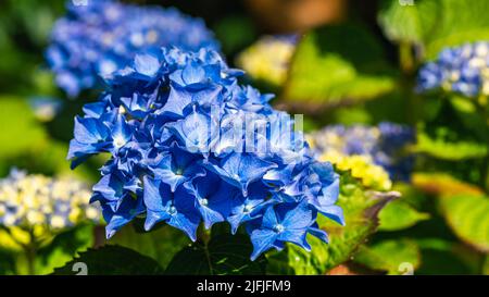 Fleurs du jardin de l'Hortensia, bleu d'hortensia Banque D'Images
