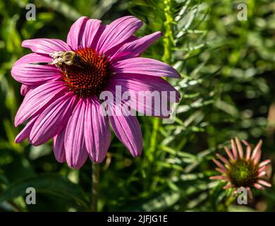 Une abeille sur fleur de cône violet dans Mellon Park à Pittsburgh, Pennsylvanie, États-Unis, lors d'une journée ensoleillée d'été Banque D'Images