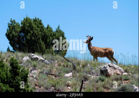 26 juin 2022 - terrain de jeux national de Bighorn Canyon, Montana États-Unis - Un buck de cerf mulet regarde sur une colline dans le terrain de jeux national de Bighorn Canyon, Montana, sur 26 juin 2022. La zone récréative de 120 000 hectares, établie en 1966, chevauche la frontière entre le Wyoming et le Montana. La région abrite de nombreux sites archéologiques et historiques, ainsi que le quart de la chaîne de chevaux sauvages de Pryor Mountains. (Image de crédit : © David Becker/ZUMA Press Wire) Banque D'Images