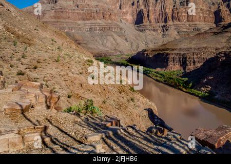 Un oiseau noir se trouve sur la rive du fleuve Colorado, dans le Grand Canyon, aux États-Unis Banque D'Images