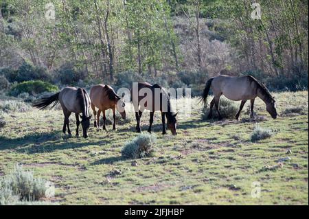 26 juin 2022 - terrain de jeux national de Bighorn Canyon, Montana États-Unis - Des chevaux en liberté s'envolent dans la chaîne de chevaux sauvages des Pryor Mountains, sur 26 juin 2022, dans l'aire de jeux nationale de Bighorn Canyon, Montana. Les 39 650 hectares s'étendent le long de la frontière de MontanaÃWyoming comme le premier refuge protégé dédié exclusivement au musangs. (Image de crédit : © David Becker/ZUMA Press Wire) Banque D'Images