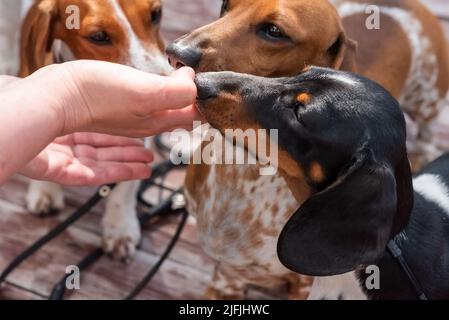 Trois dachshunds pygmées à pois mignons qui renifle la main d'une personne. Photo de haute qualité Banque D'Images