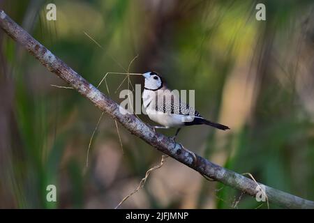 Un adulte de Finch australien à double barré, nominez la race -Taeniopygia bichenovii- oiseau perché sur une branche d'arbre avec du matériel de nidification sec dans son bec Banque D'Images