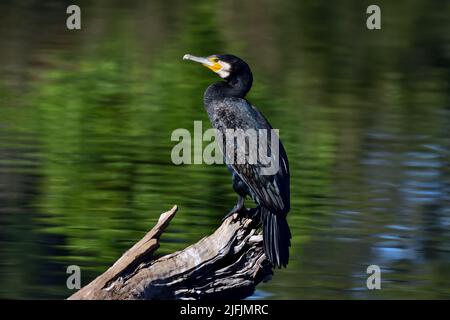 Un grand Cormorant australien adulte - Phalacrocorax carbo - oiseau reposant sur une vieille bûche dans un lagon dans la douce lumière de l'après-midi Banque D'Images