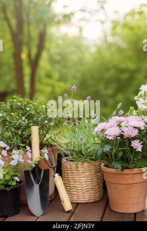 Différentes fleurs et herbes en pot, équipement de jardinage sur fond vert arbres de jardin. Concept de passe-temps avec pots de fleurs et plantes sur jardin ensoleillé. Design floral et décoration de maison Banque D'Images