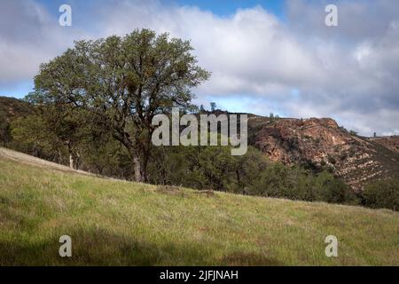 Chêne sur une colline surplombant le côté est de la formation balcons dans le parc national des Pinnacles. Banque D'Images