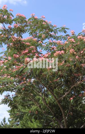 Perse Silk Tree in Bloom en pleine croissance dans l'est rural du Texas Banque D'Images