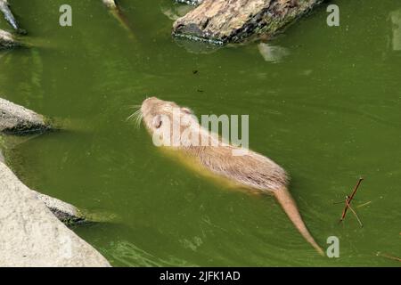 La nutrition adulte à cheveux rouges nage dans l'eau de la rivière. Nutria sur la rive et dans l'eau, un jour d'été Banque D'Images