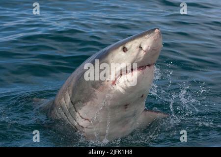 Un grand requin blanc lève la tête hors de l'eau. Gansbaai, Cap occidental, Afrique du Sud Banque D'Images