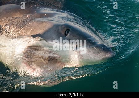 Le Grand requin blanc saute dans l'eau, Gansbaai, le Cap Afrique du Sud Banque D'Images