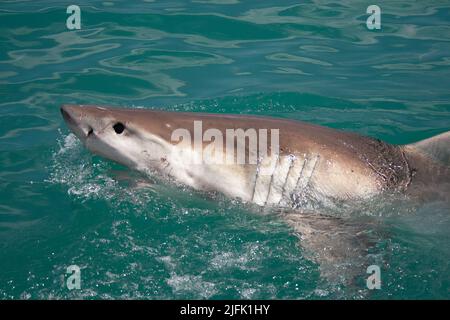 Un grand requin blanc lève la tête hors de l'eau. Gansbaai, Cap occidental, Afrique du Sud Banque D'Images