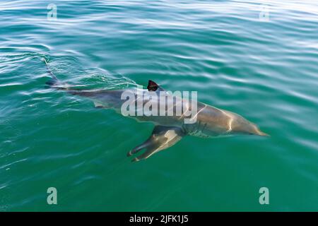 Le Grand requin blanc tourbillonne calmement à la surface de l'océan, avec sa nageoire dorsale qui brise la surface. Gansbaai, Cap occidental, Afrique du Sud Banque D'Images