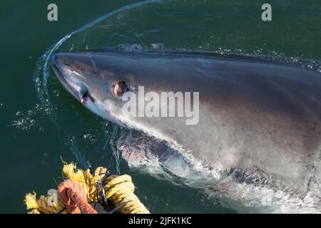 Un grand requin blanc lève la tête hors de l'eau, avec son oeil roulé en arrière Gansbaai, Cap occidental, Afrique du Sud Banque D'Images