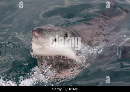 Un grand requin blanc lève la tête hors de l'eau. Gansbaai, Cap occidental, Afrique du Sud Banque D'Images