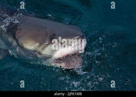 Un grand requin blanc lève la tête hors de l'eau. Gansbaai, Cap occidental, Afrique du Sud Banque D'Images