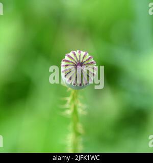 Symétrie de la tête de pavot, lignes violettes rayonnant du cône central de la tête de semence. L'objectif macro se fixe sur un arrière-plan flou comme un bijou. Banque D'Images