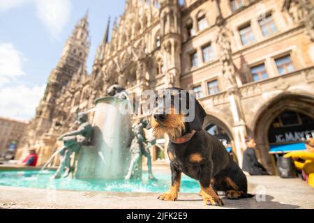 Un angle bas d'un Dachshund se tenant près d'une fontaine contre un bâtiment ancien, regardant de côté Banque D'Images