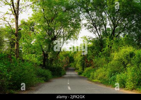 Belle route à travers une forêt dense Banque D'Images