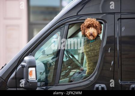 Chien du Yorkshire du Nord de Harrogate s'inclinant hors de la fenêtre d'une camionnette Banque D'Images