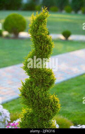 Thuja dans le jardin est coupé sous la forme d'une spirale. Banque D'Images