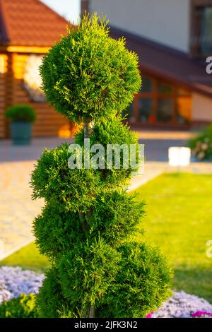 Thuja dans le jardin est coupé sous la forme d'une spirale. Banque D'Images