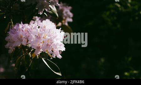 Gros plan de belles fleurs rose clair de Smirnow rhododendron (Rhododendron smirnowii) Banque D'Images