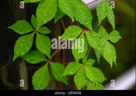 Photo en gros plan de riches feuilles vertes recouvertes de gouttes de pluie récentes. Banque D'Images