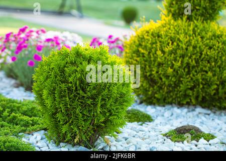 Thuja sphérique. L'utilisation de plantes à feuilles persistantes dans la conception de paysages. Banque D'Images