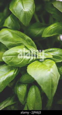 Gros plan vertical d'une plante de basilic avec des feuilles vertes luxuriantes Banque D'Images