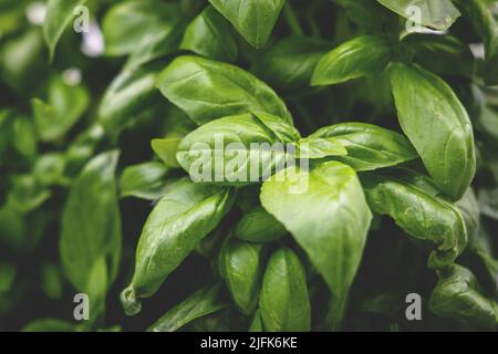 Gros plan d'une plante de basilic avec des feuilles vertes luxuriantes Banque D'Images