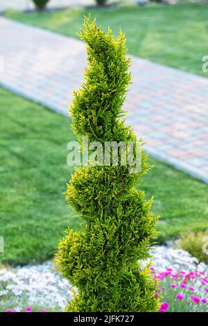 Thuja dans le jardin est coupé sous la forme d'une spirale. Banque D'Images