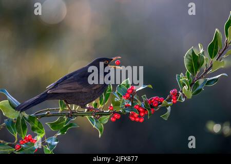 Blackbird ; Turdus merula ; manger un Holly Berry ; Royaume-Uni Banque D'Images