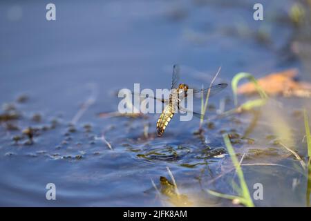 Dragonfly de Chaser à corps large ; Libellula depressa ; ponte d'œufs femelle ; Royaume-Uni Banque D'Images