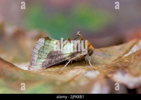 Moth de laiton bruni ; chrysite de Diachrysia ; sur la feuille ; Royaume-Uni Banque D'Images