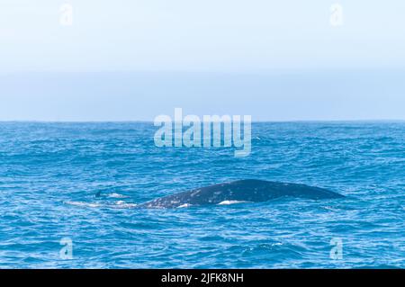 Détail d'une baleine grise en surfaçage soufflant un panache de vapeur d'eau dans l'air. Banque D'Images