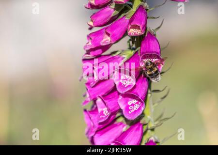 Garden Bumblebee ; Bombus hortorum ; chez Foxglove ; Royaume-Uni Banque D'Images