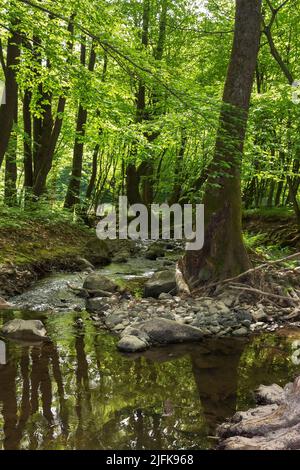 petite rivière dans les bois de hêtre de carpates. forêt profonde dans la lumière de l'eau. paysage vert de la nature sur une journée ensoleillée au printemps Banque D'Images