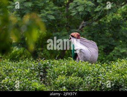 Travailleur portant des feuilles de thé dans un sac dans un jardin de thé de rangapani.cette photo a été prise de Chittagong, Bangladesh. Banque D'Images