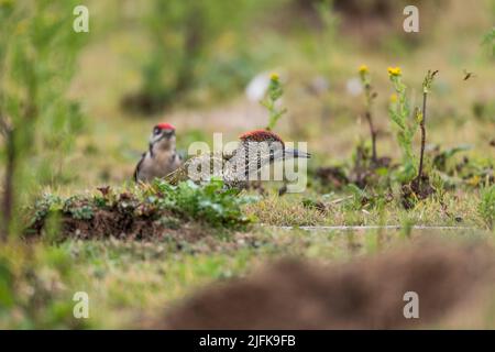 Pic vert ; Picus viridis ; Jeune Femme ; Royaume-Uni Banque D'Images