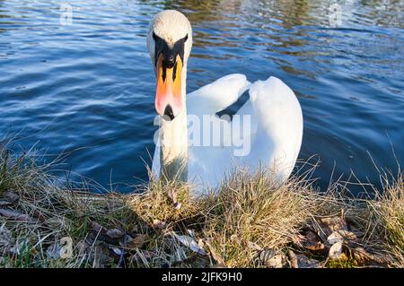 Couper le son du cygne sur le rivage. Regard intéressé de l'oiseau d'eau. Oiseau de Brandebourg. Photo d'animal de la nature Banque D'Images