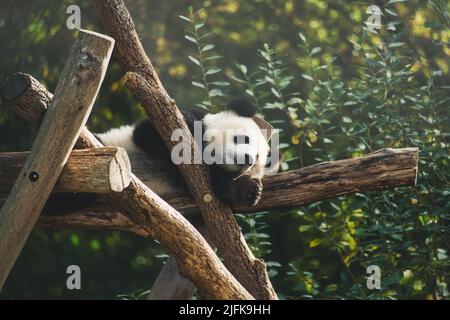 Panda géant couché sur les troncs d'arbre dans la haute. Mammifère chinois en voie de disparition. Photo de la nature de l'animal Banque D'Images
