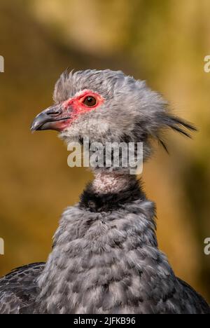 Southern Screamer - Chauna torquata, portrait de gros oiseau de terre des savanes et des prairies d'Amérique du Sud, Brésil. Banque D'Images