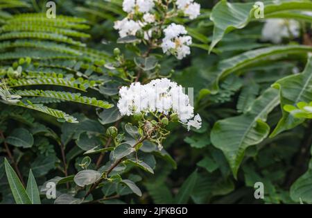 La fleur blanche de viburnum tinus fleurit dans le jardin Banque D'Images