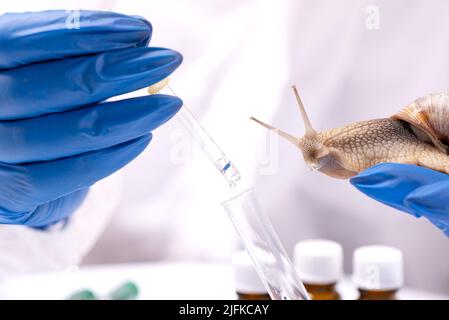 Un scientifique en costume de protection avec un escargot dans ses mains. Étude des propriétés de la mucine de l'escargot. L'utilisation de mucus d'escargot en cosmétologie. Soins de la peau a Banque D'Images