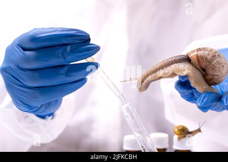 Un scientifique en costume de protection avec un escargot dans ses mains. Étude des propriétés de la mucine de l'escargot. L'utilisation de mucus d'escargot en cosmétologie. Soins de la peau a Banque D'Images