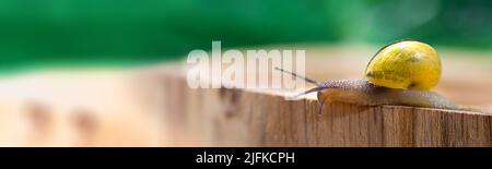 Escargot sur une surface en bois. L'utilisation de mucus d'escargot en cosmétologie. Soins de la peau et concept de beauté. Banque D'Images