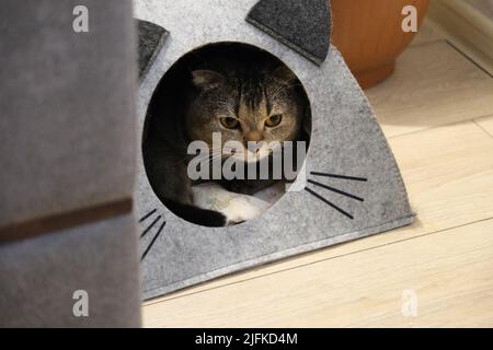 Le chat repose dans une maison en polaire. le chat dans une maison de chat. Banque D'Images