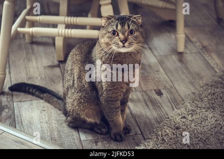 Le chat brun est assis dans le salon. Chat écossais de pliage assis près de la table à manger. Banque D'Images